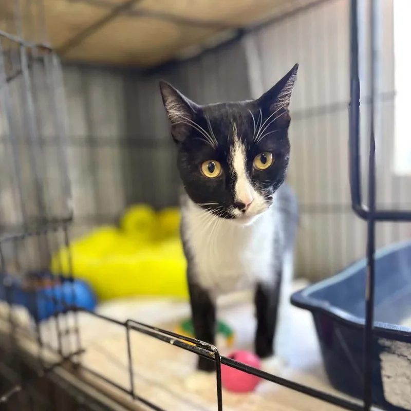 An adult small-sized male Black Domestic Short Hair cat named Kit for adoption in Stephenville, TX