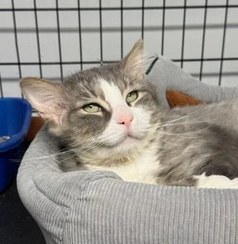 A senior medium-sized male Domestic Long Hair cat named Titan Moon for adoption in Windsor, CT
