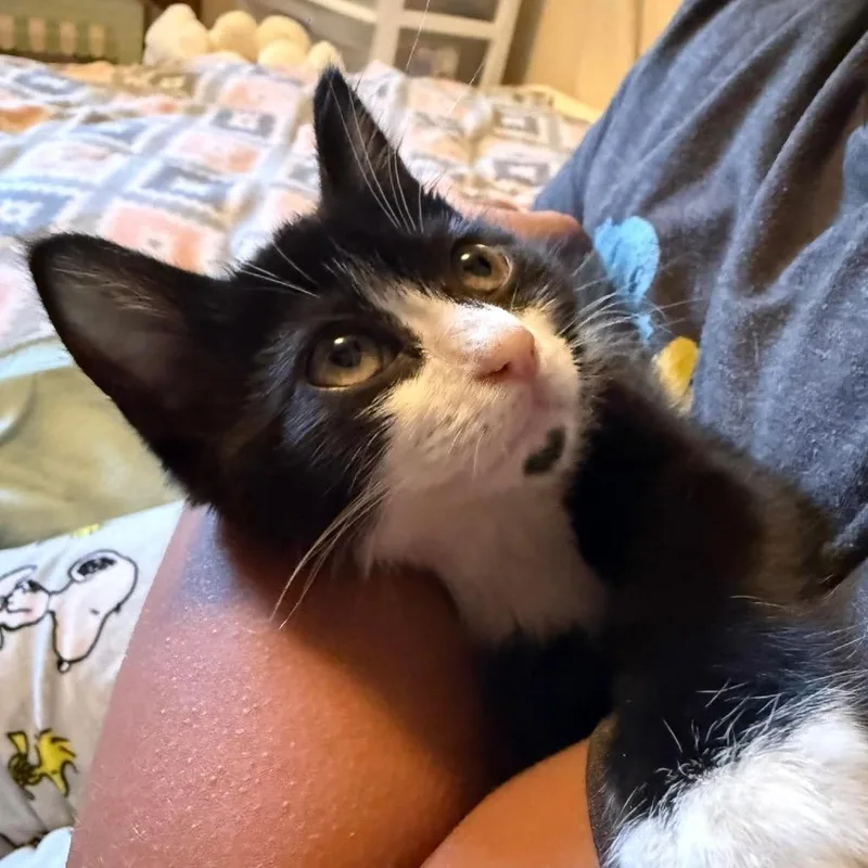 A baby small-sized female Black Domestic Short Hair cat named Zooble for adoption in Springfield, OH