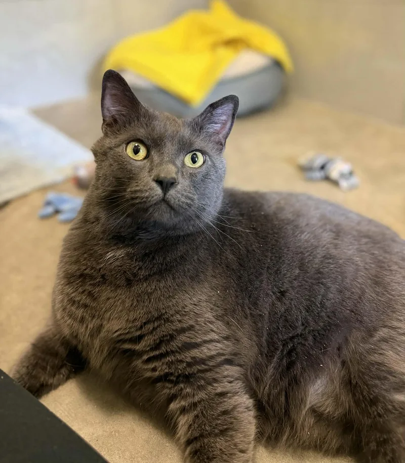 A senior extra large-sized male Gray / Blue / Silver Domestic Short Hair cat named Dagger for adoption in Elizabethtown, NY