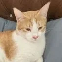 An adult small-sized male Orange / Red Domestic Short Hair cat named Sid Kabul for adoption in Merrifield, VA