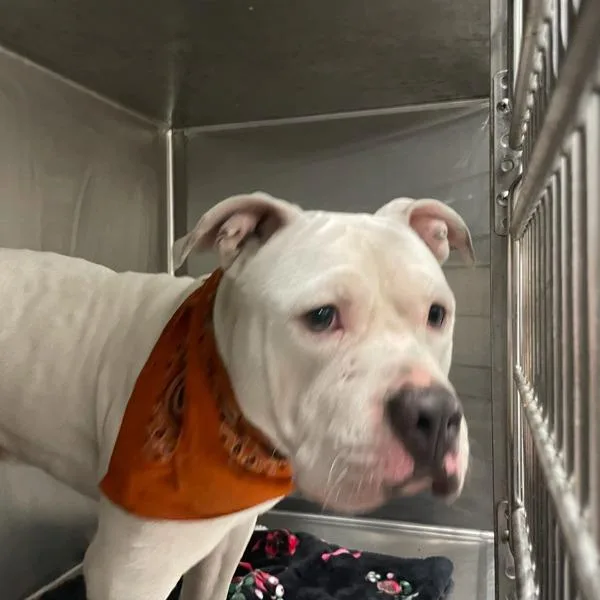 An adult medium-sized male Terrier dog named Lasso for adoption in Des Moines, IA