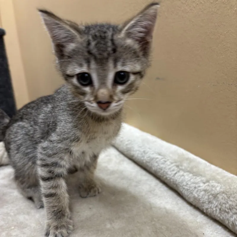 A baby small-sized male Brown / Chocolate Domestic Short Hair cat named Winston for adoption in Hemet, CA