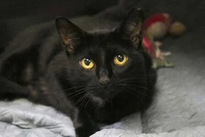 An adult large-sized female Domestic Short Hair cat named Sabrina for adoption in Brunswick, GA