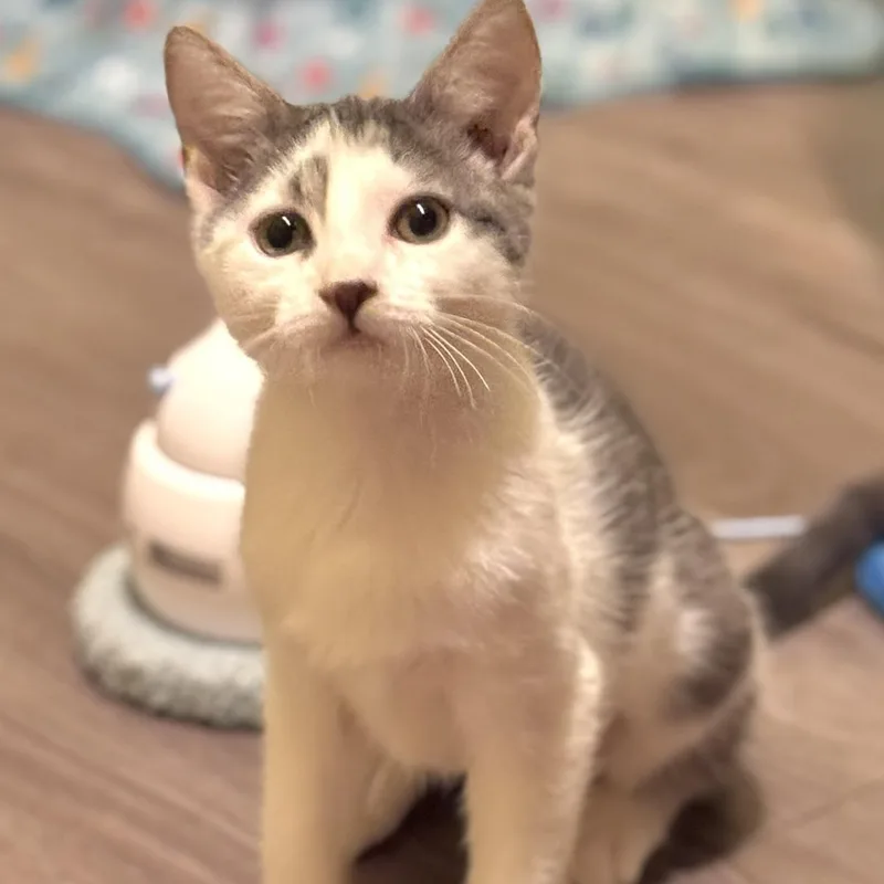A baby small-sized female Gray & White Domestic Short Hair cat named Yara for adoption in Sedalia, MO