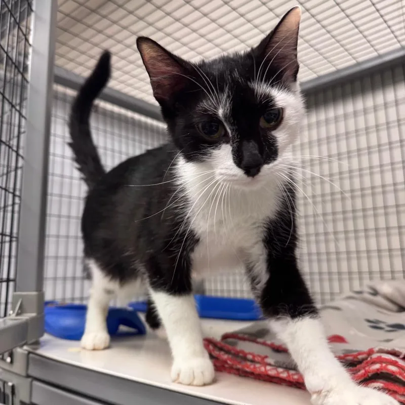 A young medium-sized female Black Domestic Short Hair cat named Ziva for adoption in Columbiana, AL