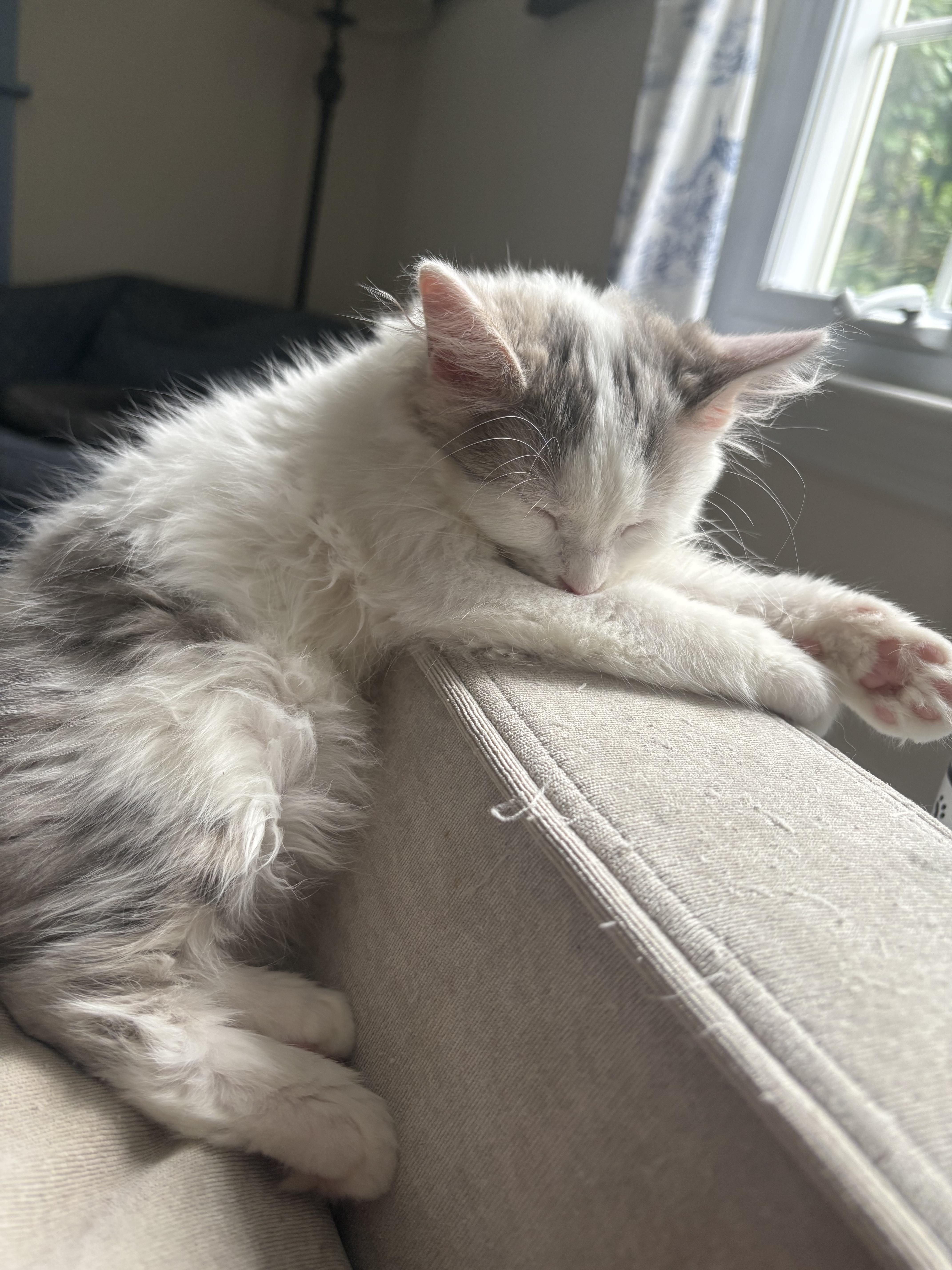 A baby medium-sized female Gray & White Domestic Short Hair cat named Dior for adoption in Wayne, NJ