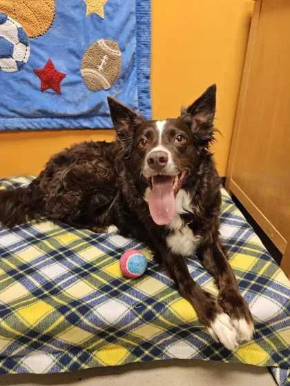 An adult medium-sized female Brown / Chocolate Border Collie dog named Diva for adoption in Bellingham, WA