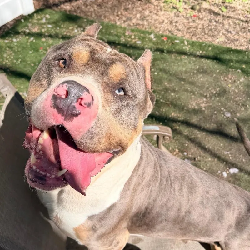 An adult extra large-sized male White / Cream American Bulldog dog named Gucci for adoption in Newark, NJ