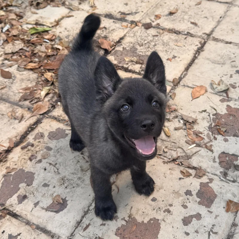 A baby large-sized female Siberian Husky dog named Willow for adoption in San Diego, CA