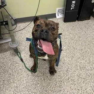 A young large-sized male American Bulldog dog named Levi for adoption in Cedar Rapids, IA