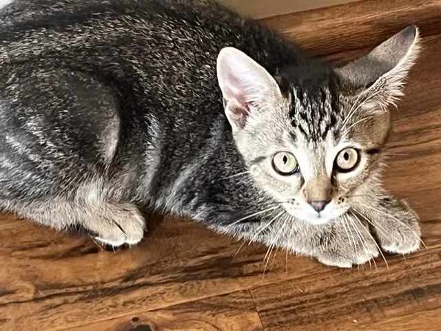 A baby small-sized female Domestic Short Hair cat named Demeter for adoption in Magnolia, TX