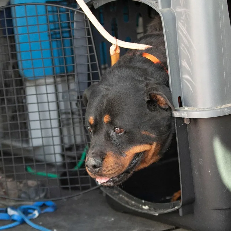 A senior extra large-sized female Black Rottweiler dog named Ollie for adoption in Peyton, CO