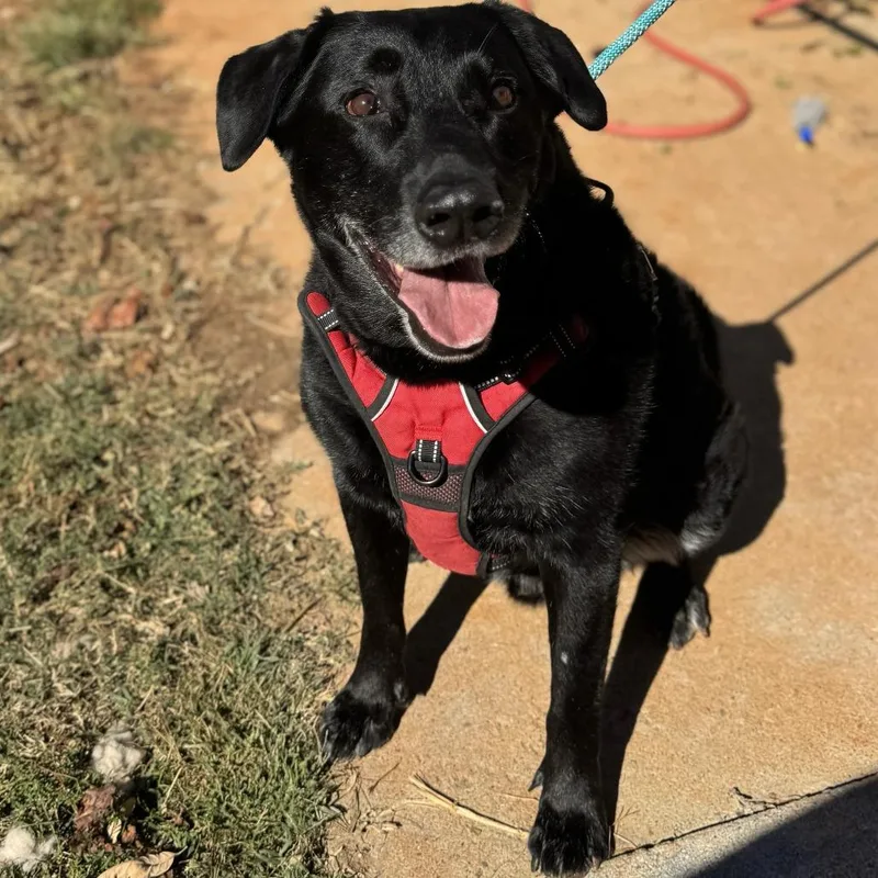 A senior large-sized male Black Labrador Retriever dog named Eddie for adoption in Lynchburg, VA