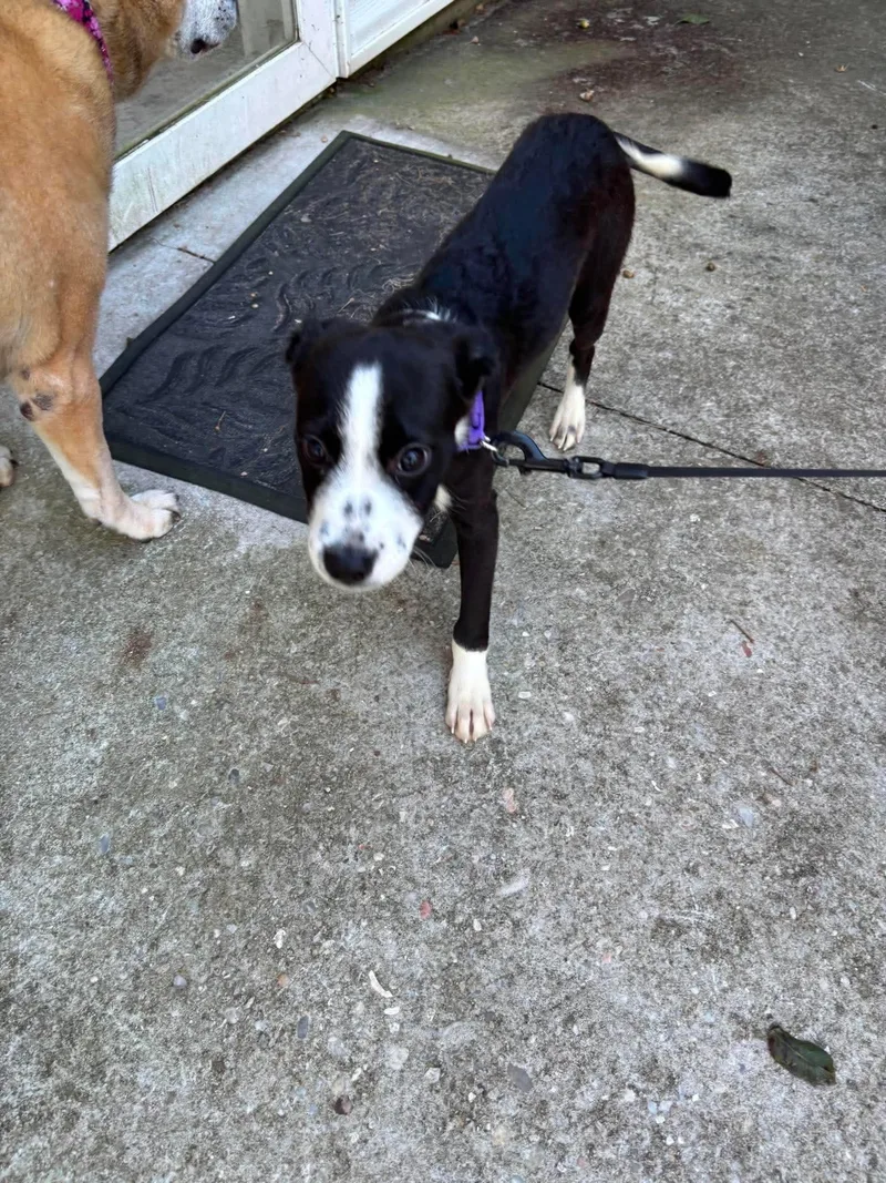 A baby small-sized female Pit Bull Terrier dog named Roxy for adoption in Panama City, FL