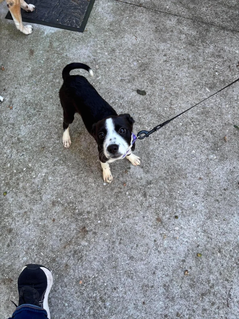 Roxy thumbnail 2