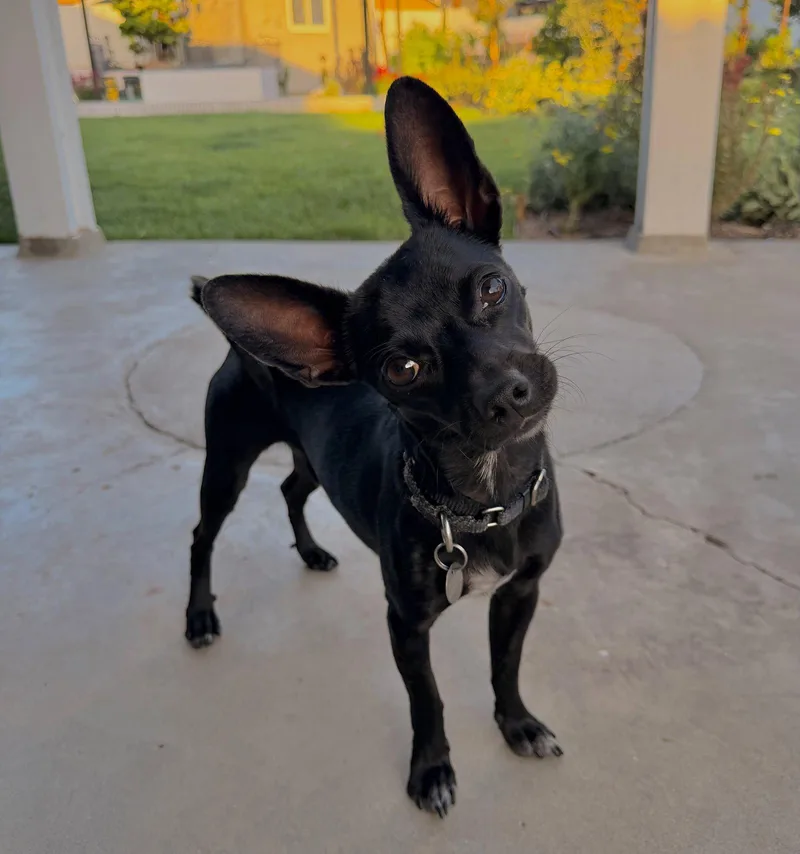 A young small-sized male Chihuahua dog named Sunny for adoption in Orange, CA