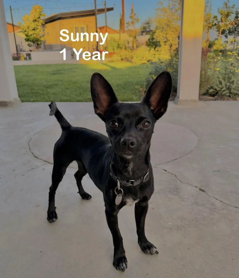Sunny thumbnail 2