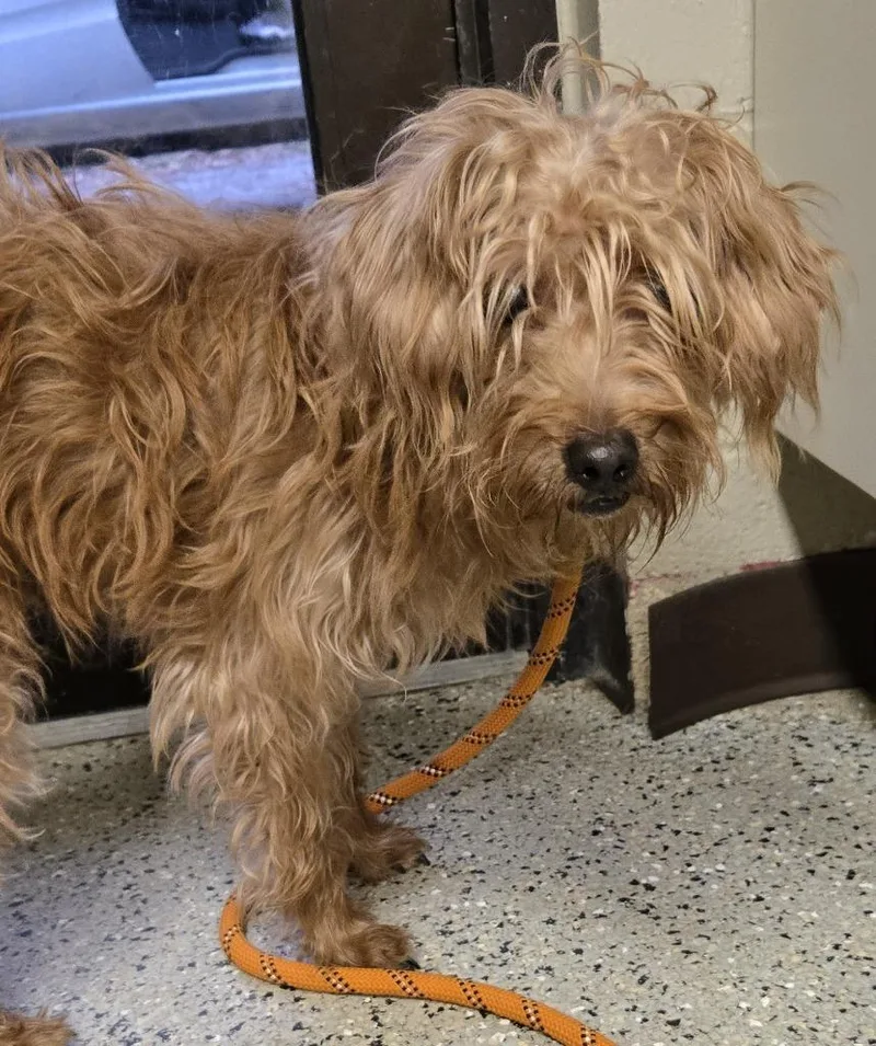 A young small-sized male Affenpinscher dog named Fergus for adoption in Saint Clairsville, OH