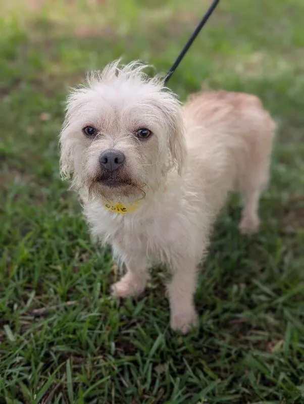 An adult small-sized female White / Cream Maltese dog named Rosie for adoption in Aiken, SC