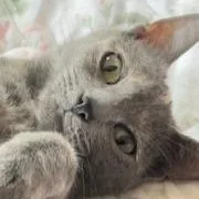 Creme De Cassis thumbnail 2