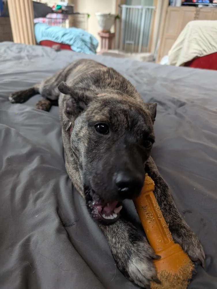 Dove Songbird thumbnail 2