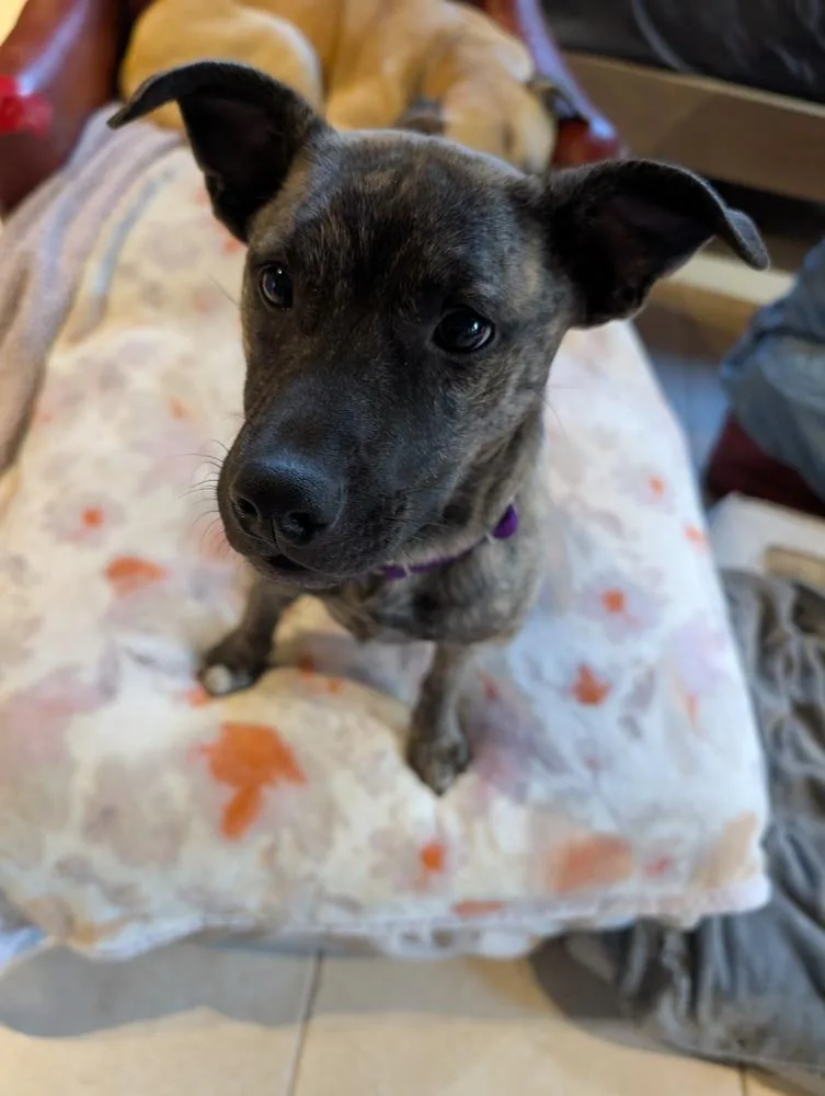 Dove Songbird thumbnail 3