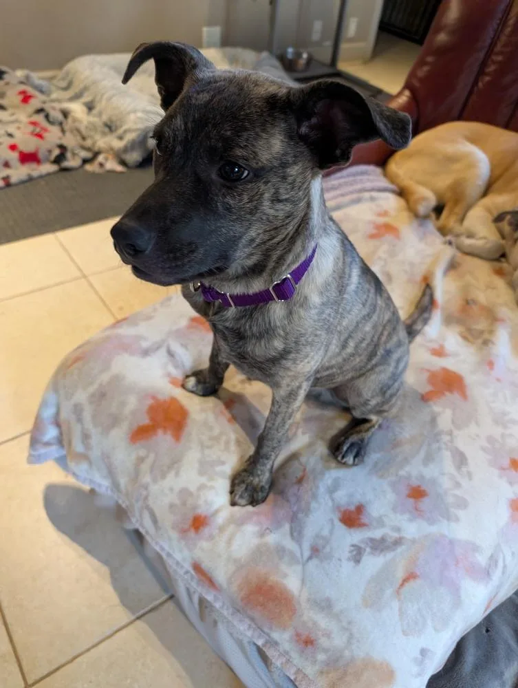 Dove Songbird thumbnail 4