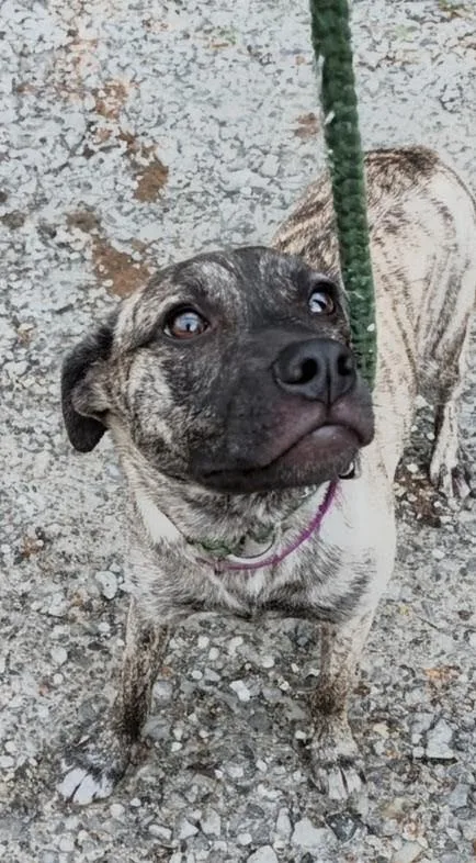 Dove Songbird thumbnail 5