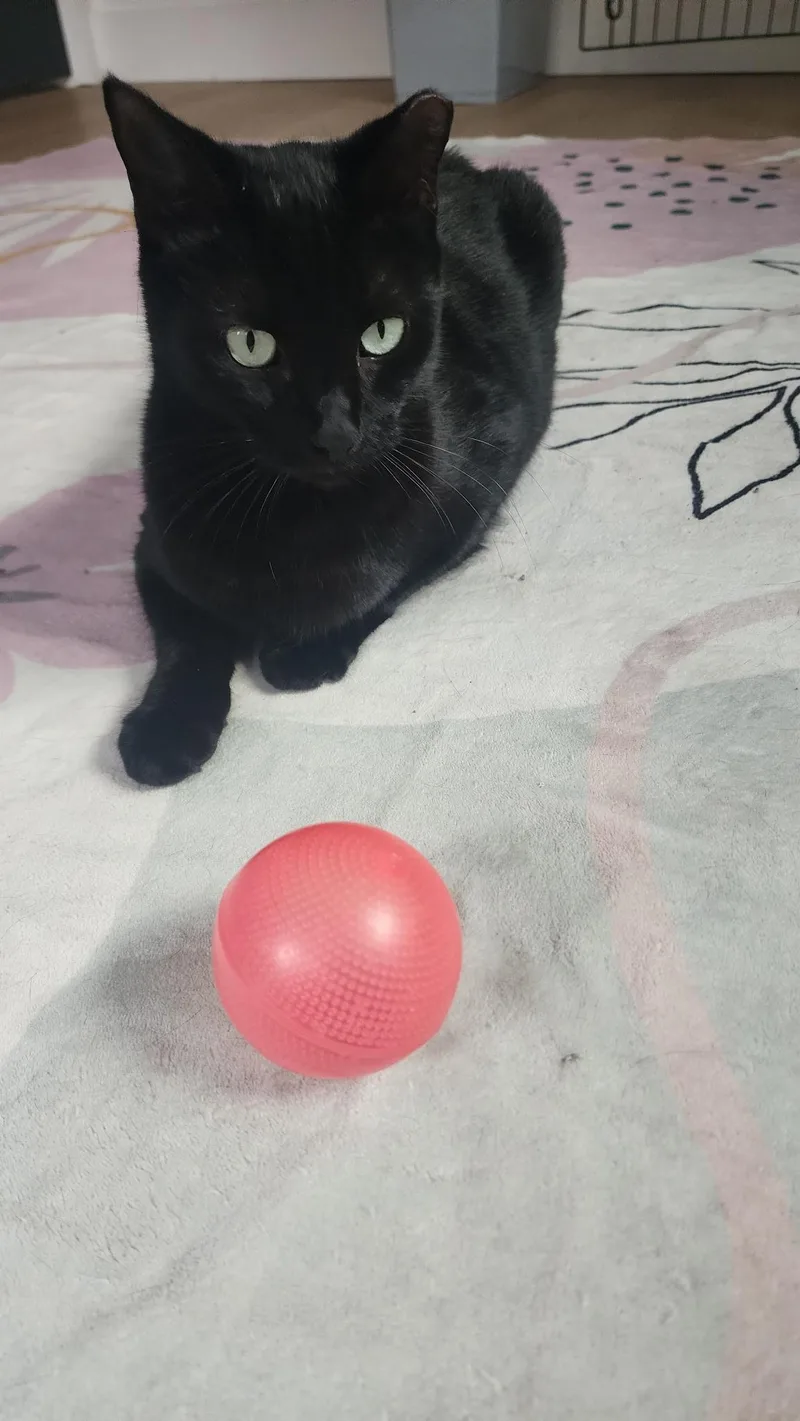 Huckleberry thumbnail 2