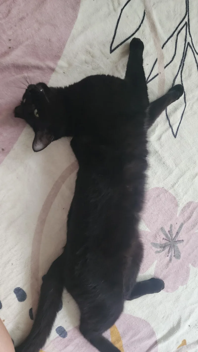 Huckleberry thumbnail 3