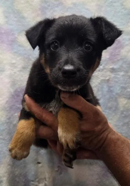 A baby medium-sized female Australian Shepherd dog named Rainy for adoption in Malvern, PA