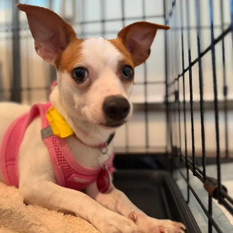 Cotton Candy thumbnail 2