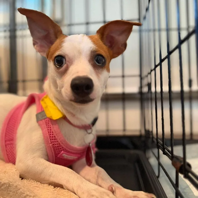 Cotton Candy thumbnail 3