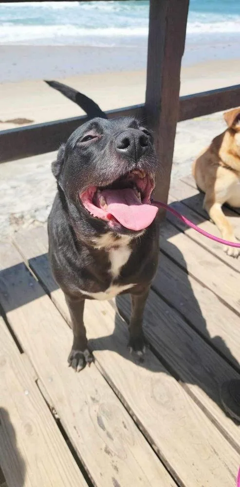 An adult medium-sized female Black Pit Bull Terrier dog named Raven for adoption in San Francisco, CA
