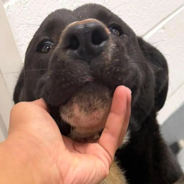 A young medium-sized male Black Labrador Retriever dog named Andy for adoption in Rocky Mount, VA