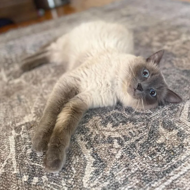 An adult small-sized female Lilac Point Balinese cat named Spring for adoption in Plainfield, IL