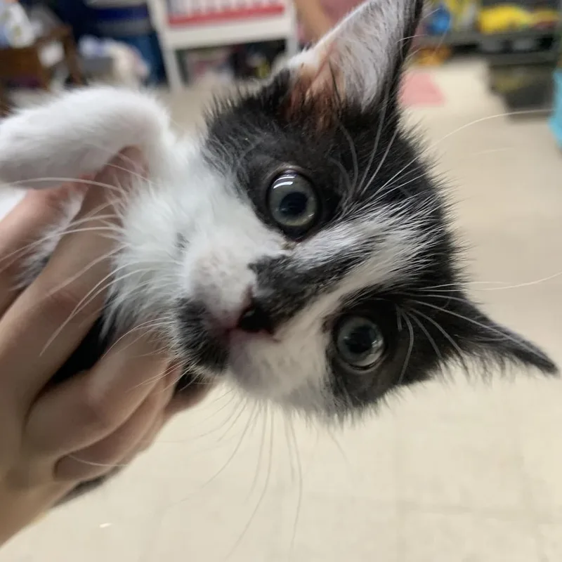 A baby small-sized male Gray / Blue / Silver Domestic Medium Hair cat named Murray for adoption in Franklin, NC