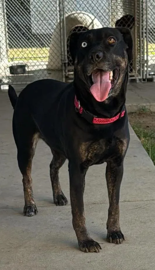 A young medium-sized female Black Labrador Retriever dog named Beau Berry for adoption in Tappahannock, VA