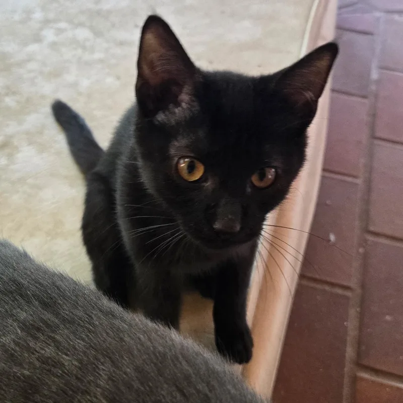 A baby medium-sized male Black Domestic Short Hair cat named Ozzy for adoption in Watertown, WI