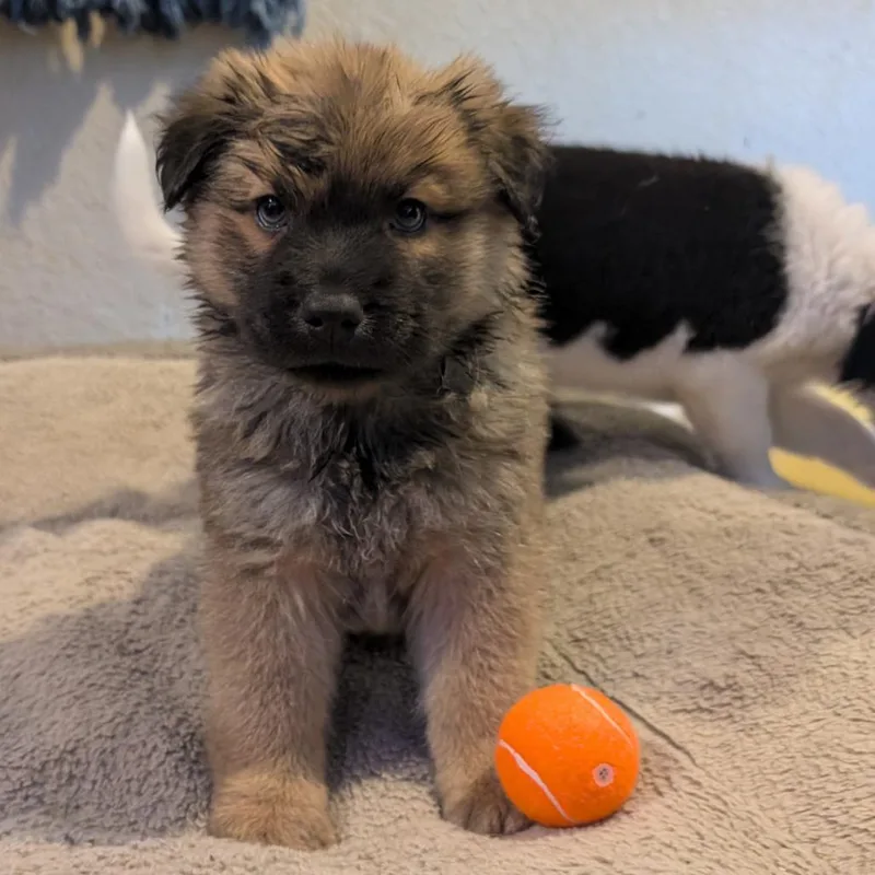 Nutmeg