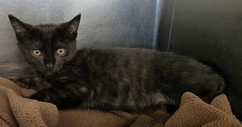 A baby small-sized female Black Domestic Short Hair cat named CA  Magnolia for adoption in Glen Allen, VA