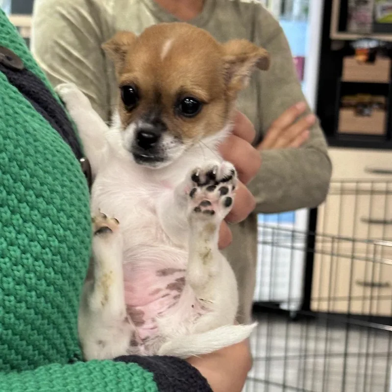 A baby small-sized female Black Mixed Breed dog named Vesta for adoption in San Francisco, CA