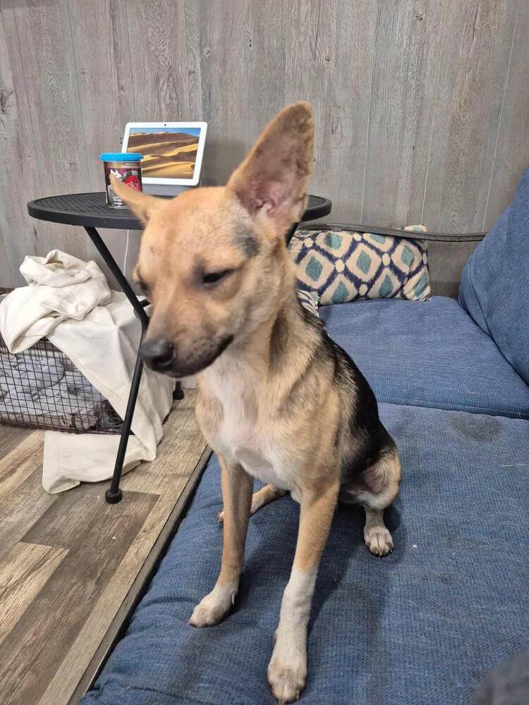 A baby small-sized male Chihuahua dog named BB King for adoption in Linton, IN