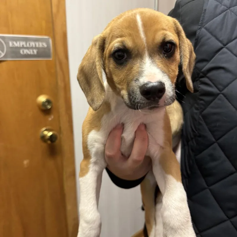 A baby small-sized male Brown / Chocolate Beagle dog named Ross for adoption in Madison, WI
