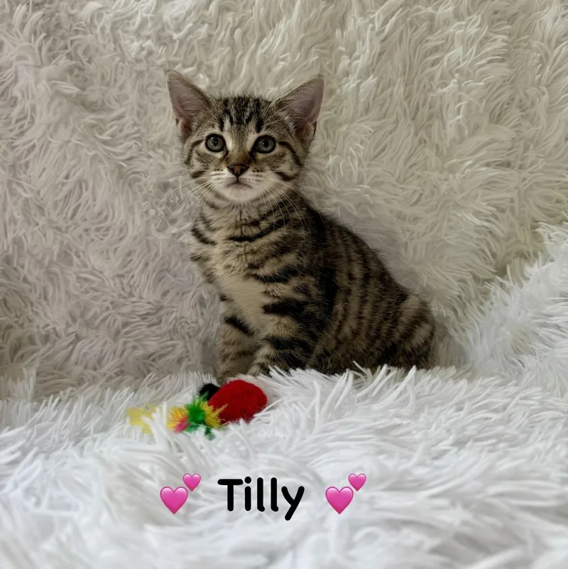 A baby medium-sized female Tabby (Brown / Chocolate) Domestic Short Hair cat named Tilly for adoption in Copley, OH