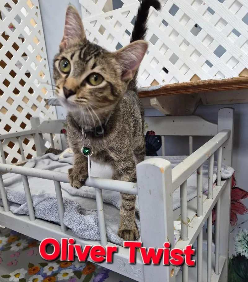 Oliver Twist
