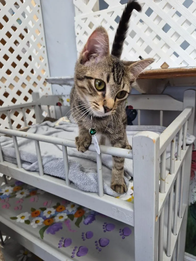 Oliver Twist thumbnail 2