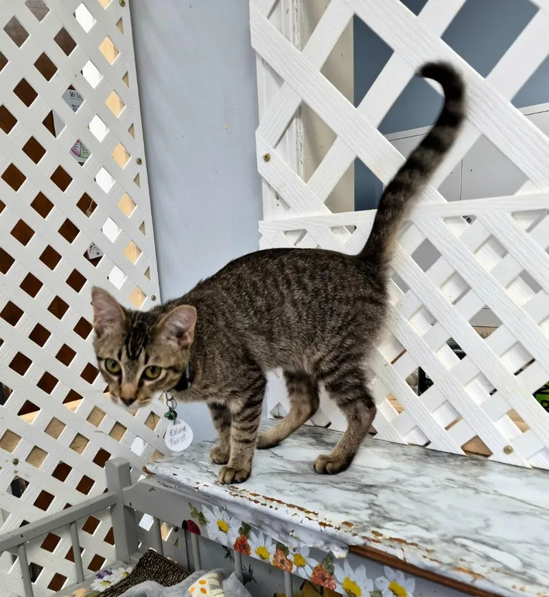 Oliver Twist thumbnail 3