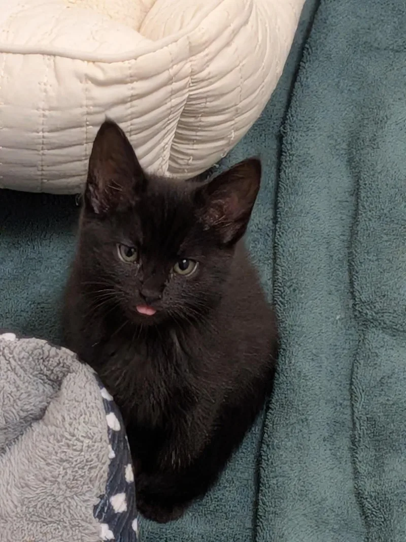 A baby small-sized female Black Domestic Short Hair cat named Silver for adoption in Indianapolis, IN
